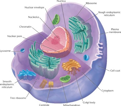 animal-cell